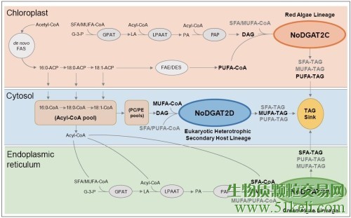 工业微藻细胞工厂进入“藻油品质定制化”时代