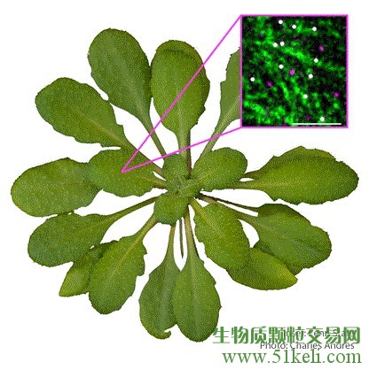 洞察纤维素如何构建可以使生物燃料受益