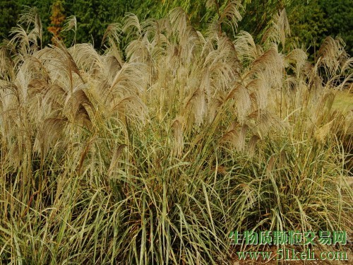 不惧寒冷！西伯利亚芒草成为最好的生物能源品种之一