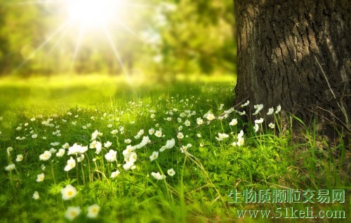 新型太阳能制氢技术采用生物矿化工艺
