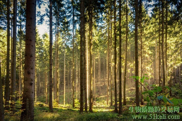 生物质能源可以满足所有28个欧盟成员国45天的需求