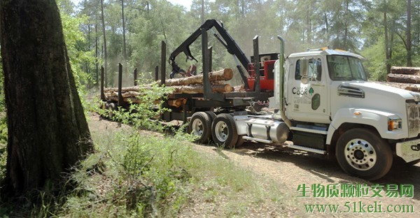 可持续的森林：美国东南部的制粒业年出口量可高达3500万吨