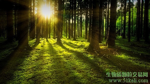 11月10日是欧盟2023年生物能源日