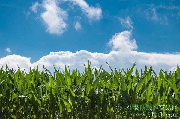 全球生物柴油供应升至历史新高