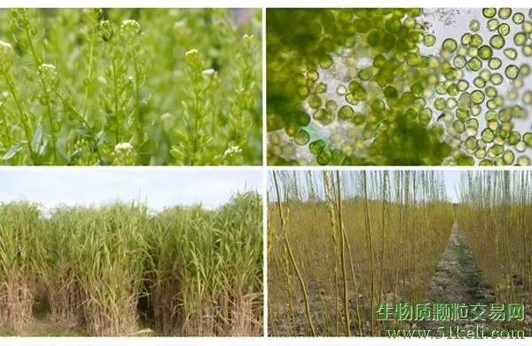 美国能源部投入5200万美元用于推进特定用途种植能源作物的项目