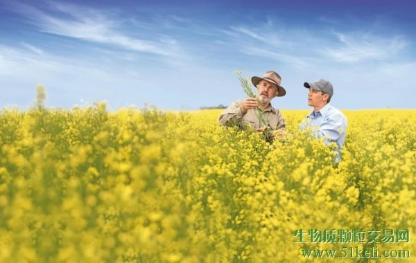 拜耳和耐思特将开发用于可再生燃料生产的油菜籽