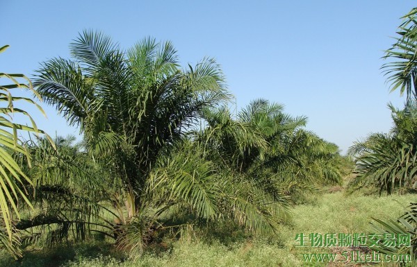 印尼全面实施B40生物柴油