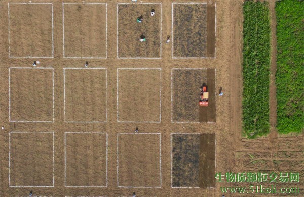 生物炭田间研究显示：农作物产量显著提高
