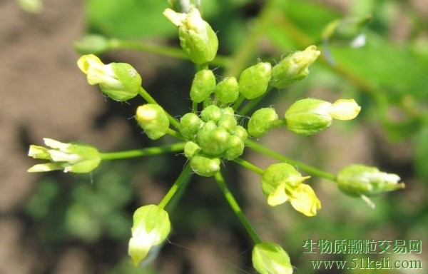 Avalon Energy与苏尔寿联手扩大全球SAF生产规模