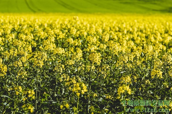 6.88亿吨！全球油籽收成将创历史新高