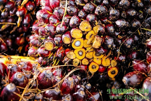 欧盟将在2030年前逐步淘汰棕榈和大豆基生物燃料