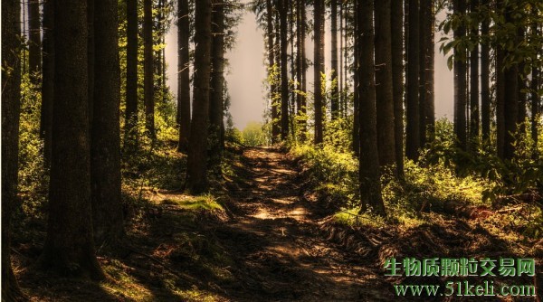 加拿大生物质行业现状，第2部分：管理原料供应