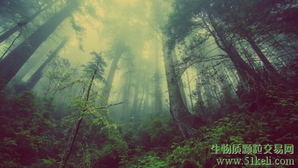 美国加州通过法案促进生物质发电