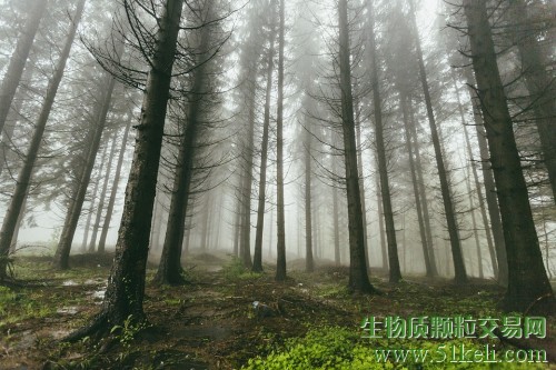 WBA：固体生物质是未来碳中性能源组合的基石