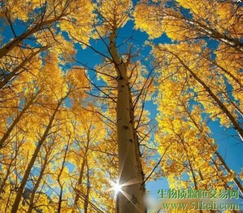 木质颗粒和玉米颗粒的区别是什么？