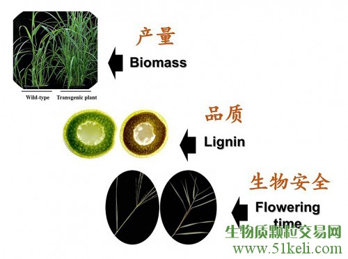 青岛能源所在能源草遗传改良提高生物量和品质方面取得进展