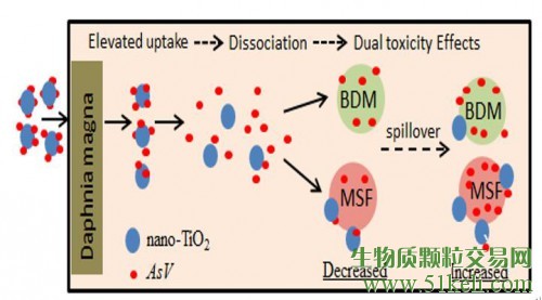 城市环境所在纳米二氧化钛影响大型蚤砷的生物有效性研究中取得进展