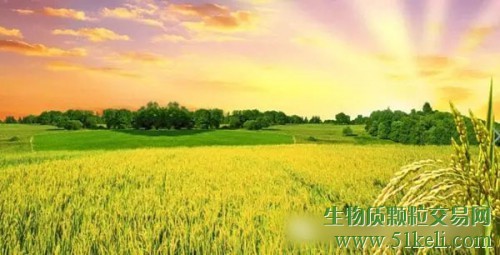 国际生物炭协会IBI：生物炭常见问题解答